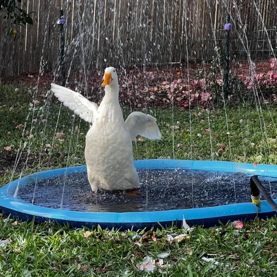 100/150/200cm Summer Pet Swimm - огляд і ціна Slip Slide Water Mat